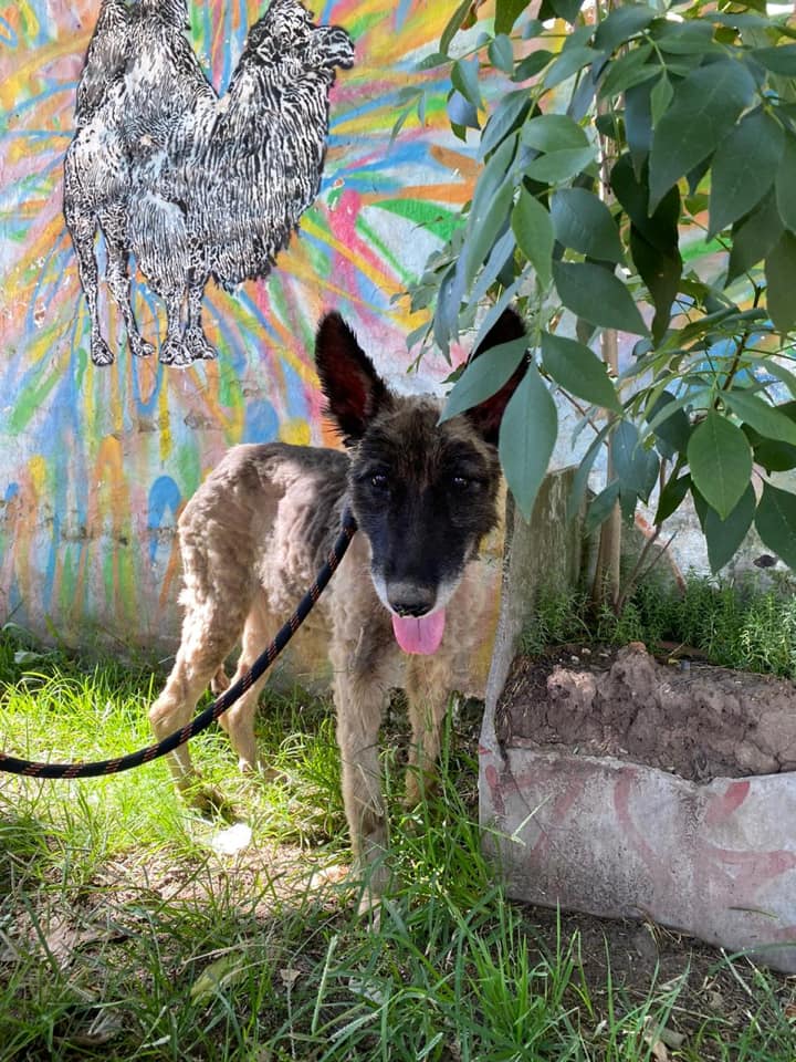 Salvan a perrita que quedó ‘petrificada’ en chapopote  (Facebook).