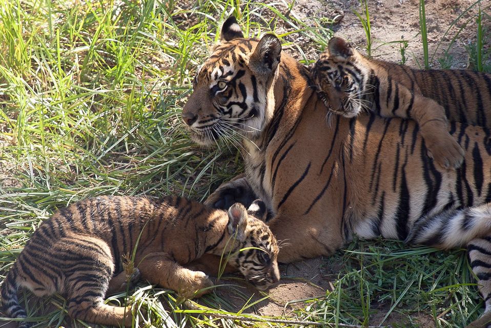 Animales como tigres, jirafas o elefantes eran utilizados en Hollywood para entretener fiestas. (AFP)