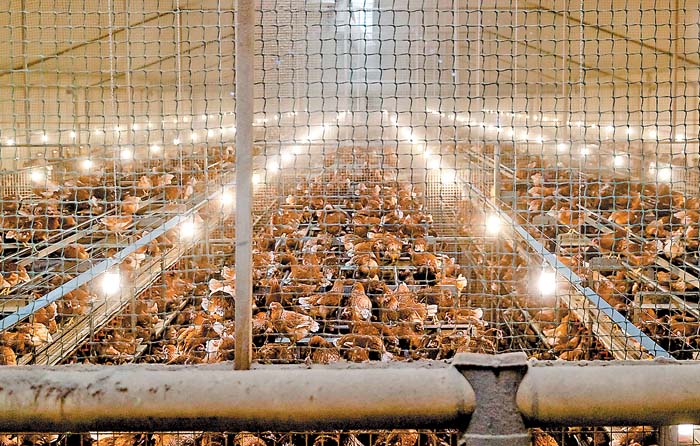Los problemas también afectan a los productores de alimentos para animales debido a la escasez de maíz y soya. ROBIN VAN LONKHUIJSEN/efe