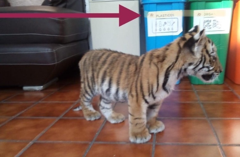 Acusan a Layda Sansores de tener un tigre en su casa; autoridades lo desmienten. (Twitter)