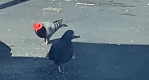Las palomas fueron soltada el martes.