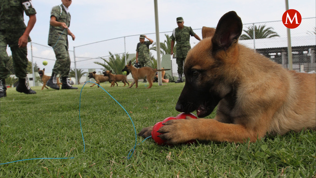 Los héroes caninos del Ejército Mexicano