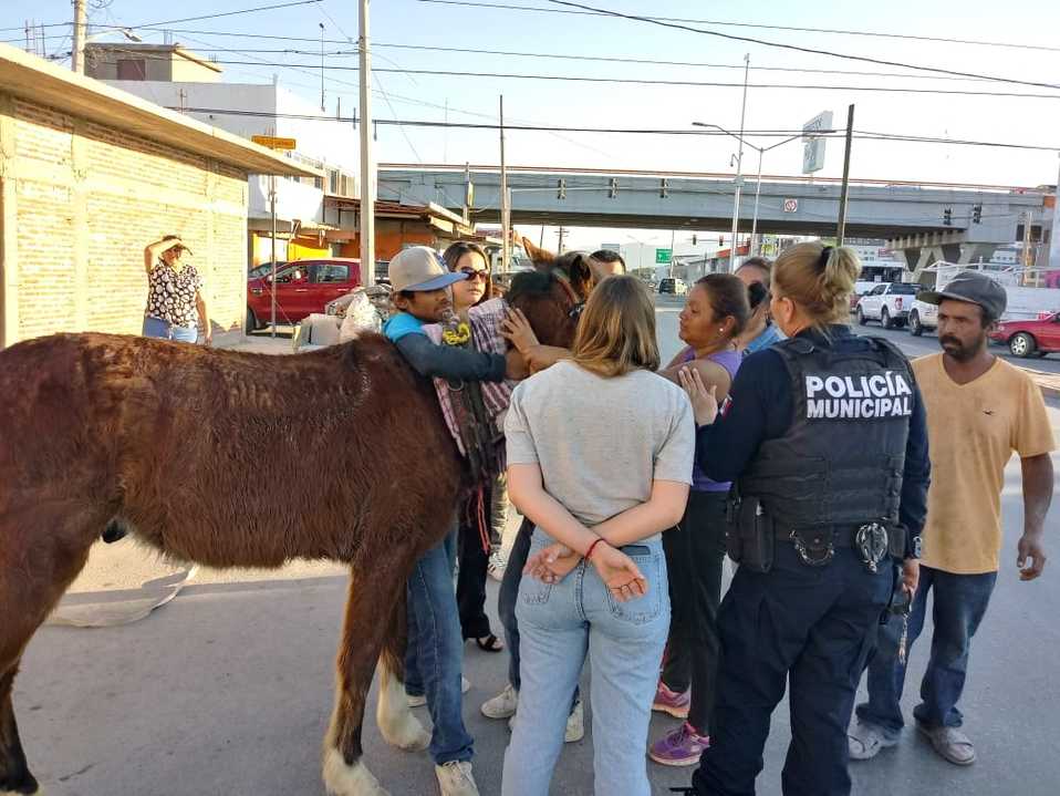 El caballo fue asegurado por la Asociación Huellitas de Amor, para proceder por presunto maltrato animal. (Especial)