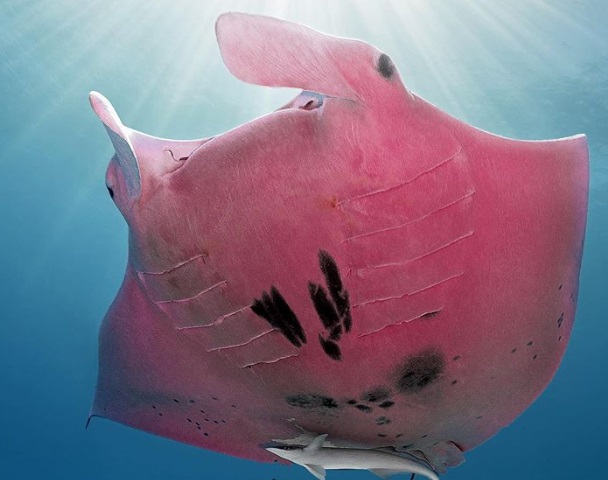 La fotógrafa compartió una foto de una mantarraya rosa. (Instagram: kristianlainephotography)