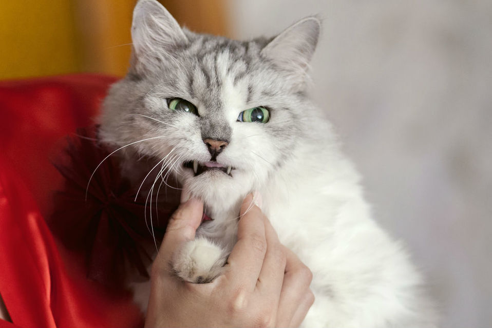 Investigaron la relación entre las diferentes personalidades de los dueños de gatos y el comportamiento y el bienestar de sus peludos amigos. (Shutter