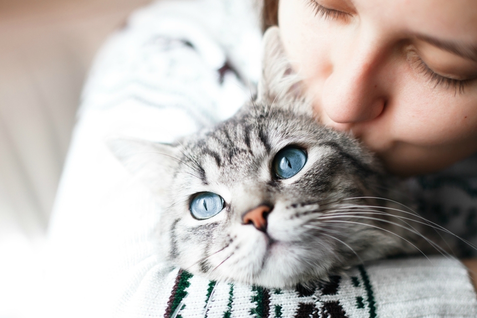 Los gatos aprenden del comportamiento de sus dueños (Shutterstock).
