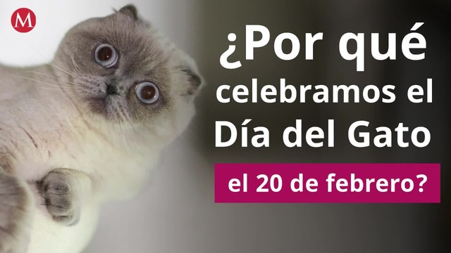 ¿Por qué celebramos el Día del Gato el 20 de febrero?