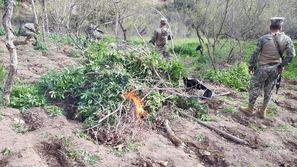 Elementos de la Secretaría de Marina localizaron y destruyeron seis sembradíos de mariguana. (Said Betanzos)