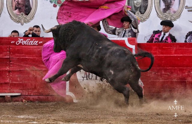 'Estudiante', el toro más pesado en la historia de la plaza Autlán (AMFE Company)