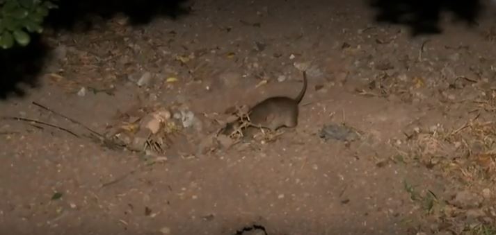 Familiares de las personas que se encuentran internadas pidieron una solución, ya que los animales han sido vistos caminando por todo el hospital. (Fo