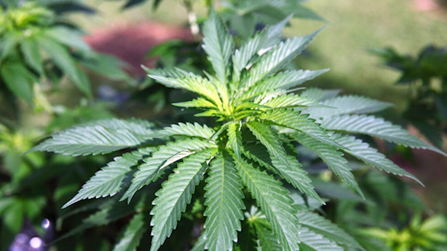 Senado discutirá mañana dictamen sobre regulación de mariguana en México