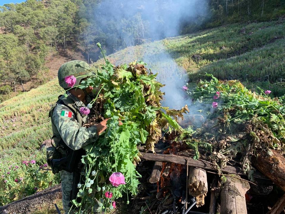 Los soldados descubrieron un sembradío de amapola en Durango | Especial