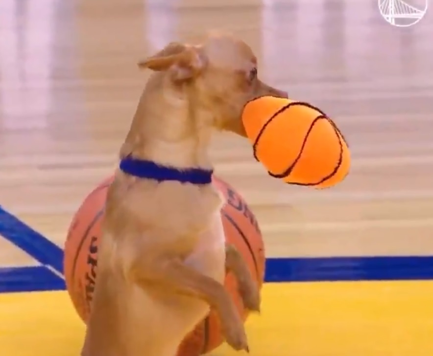 Perrito hace canasta durante el partido Warriors vs Lakers (Especial)