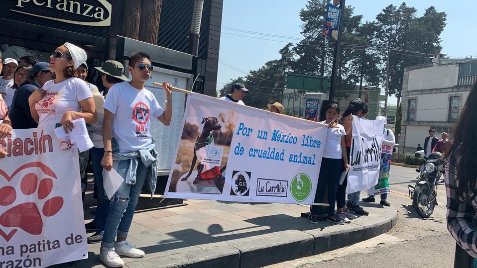 Señalan que continúan los casos de violencia contra animales. (Monserrat Mata)