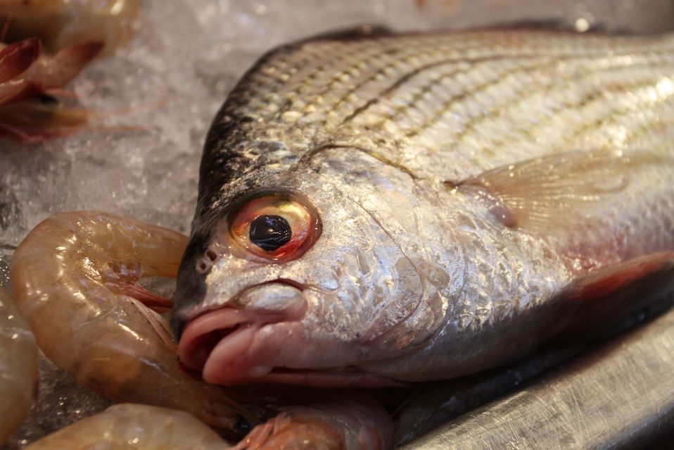 El consumidor llega a pagar hasta 50 por ciento del glaceado de pescados y mariscos. (Archivo | Cuartoscuro)