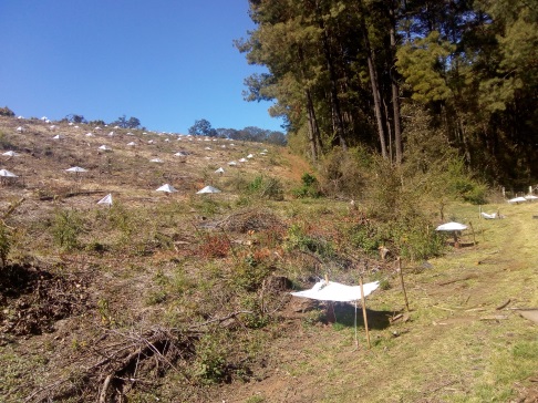 Los árboles talados se encontraban en una superficie de 3.9 hectáreas. (Especial)