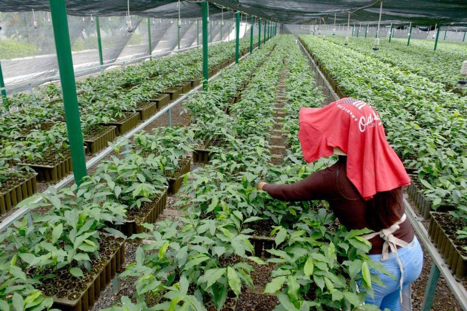 Vivero del programa Sembrando Vida (Cuartoscuro)