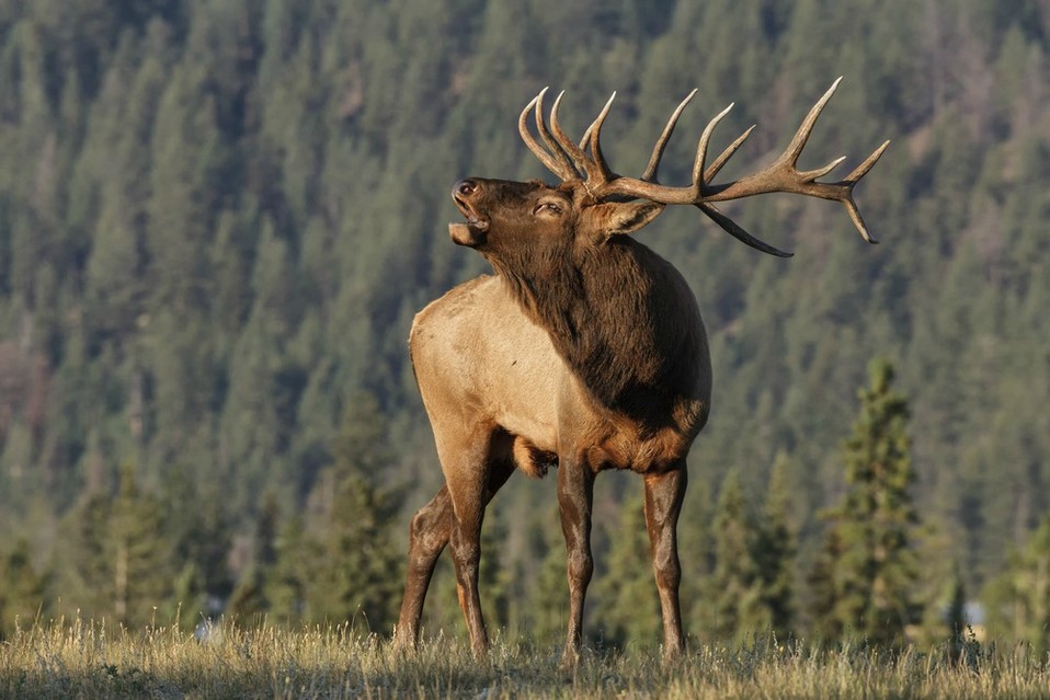 Alce (Shutterstock).