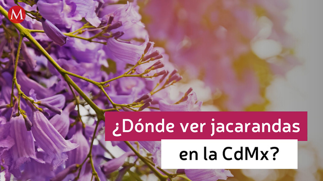 Lugares para cautivarte con las jacarandas en CdMx