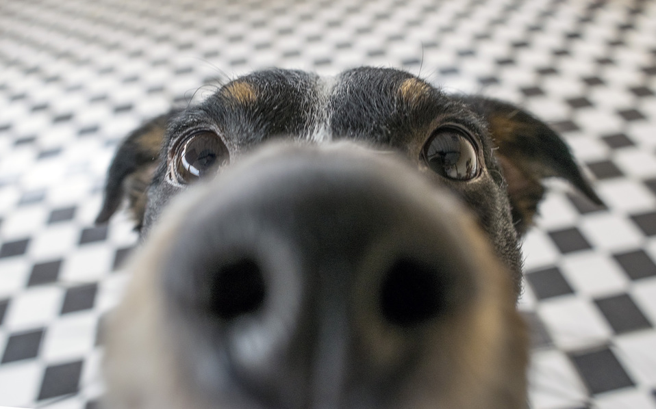 Perros detectan calor con sensor infrarrojo en su nariz (Shutterstock).