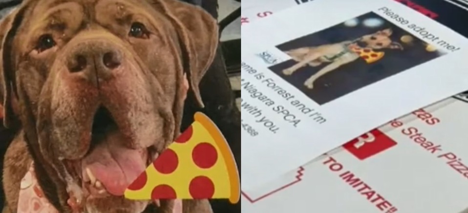 Pizzería pone fotos de perritos en sus cajas para que los adopten. (Captura)