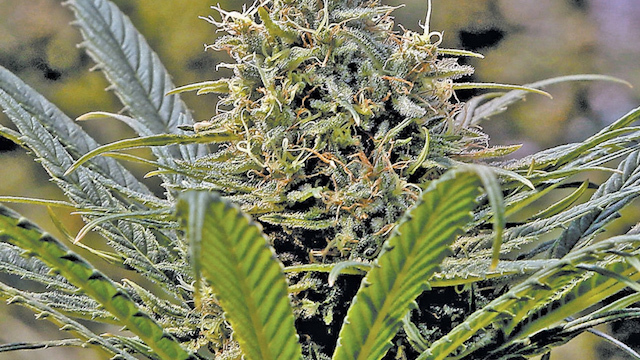 Senado avala en comisiones regular uso lúdico de la mariguana