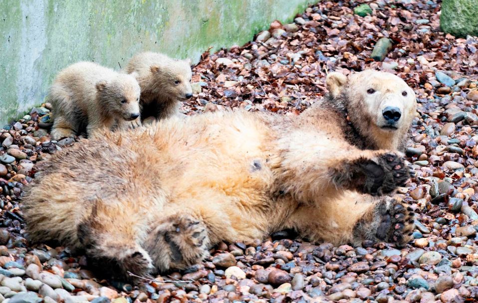 Dinamarca. Dos cachorros de Oso Polar se esconden detrás de su madre en el zoológico de Aalborg. (AFP)