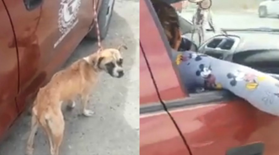 En el video se puede notar el estado de desnutrición del perrito. (Especial)