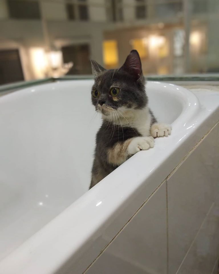 El primer hotel de lujo para gatos (Catzonia)