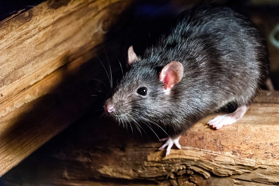 Ratas callejeras (Shutterstock)