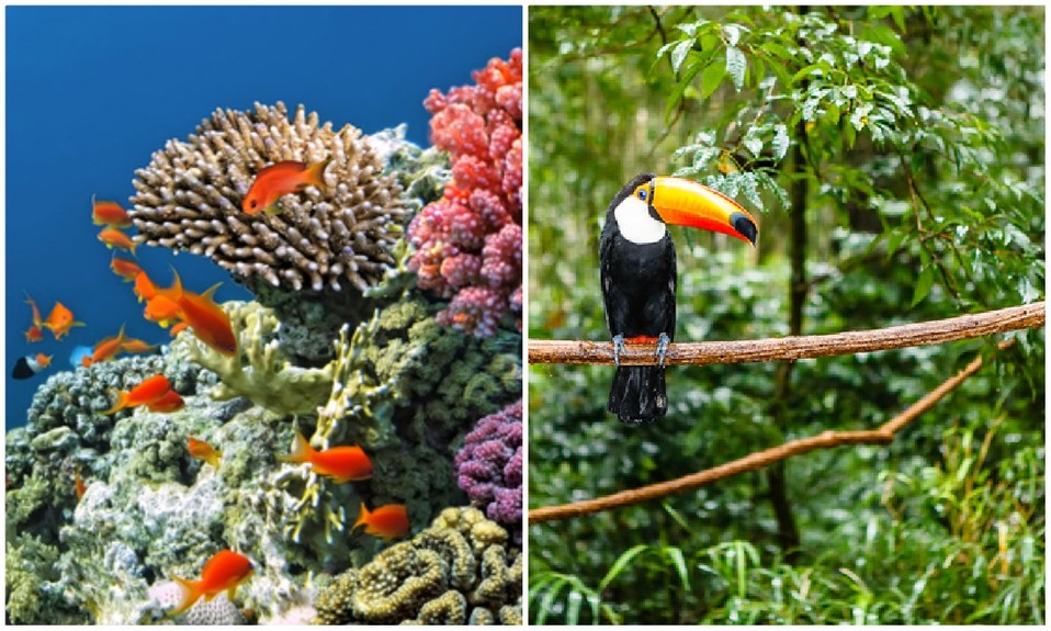 Los arrecifes de coral y las selvas tropicales se encuentran en gran peligro (Shutterstock).