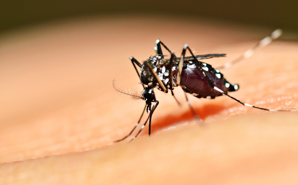 dengue