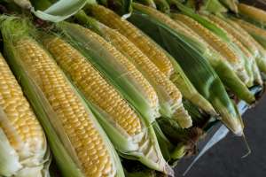 elotes