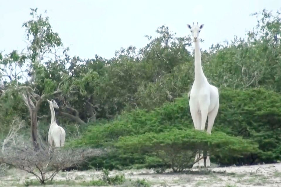 La jirafa blanca y su cría ya habían sido noticia en 2017 cuando fueron vistas en Kenia (AFP).