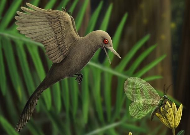 El fósil revela datos sobre la evolución de las aves (dpa)