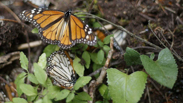 Mariposas monarca dejan santuarios en México para regresar a EU