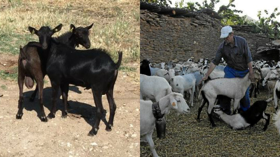 Productores agropecuarios de La Laguna. (Especial)