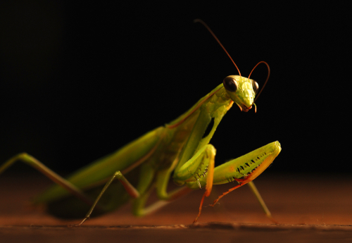 El dibujo ilustra a una mantis fusionada con un ser humano (Shutterstock)