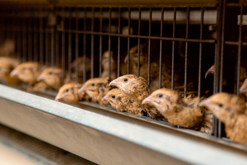 Filipinas informó sobre un nuevo brote de la influenza H5N6 (Shutterstock).