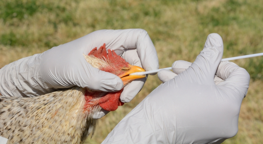 H5N6: Qué es la influenza aviar (Shuterstock).