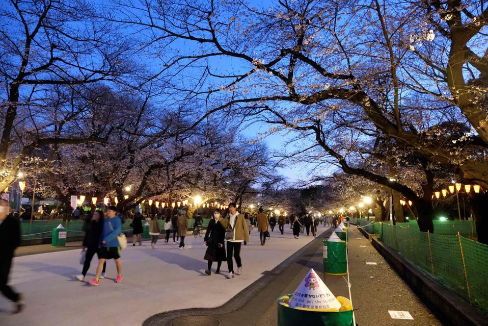 Japón. Decenas de personas pasean bajo los cerezos en el parque Ueno en Tokio. (AFP)