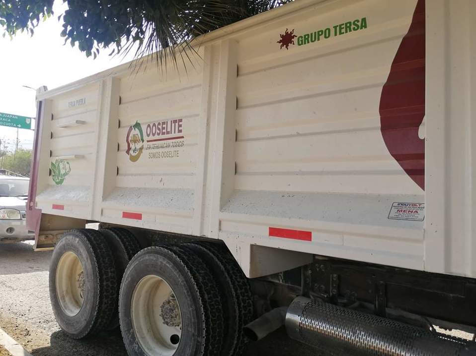 Dos regidores expusieron que el procedimiento de traslado de las plantas está debidamente reglamentado y se trataba de salvarlas. (Apolonia Amayo)