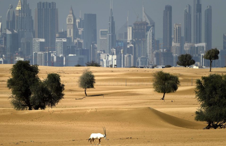 Dubái. Un Oryx árabe es retratado en el desierto con una vista de la ciudad en los Emiratos Árabes Unidos. (AFP)