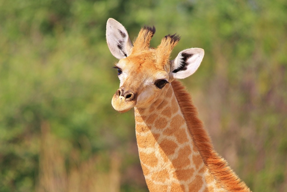 La jirafa nació el 10 de febrero en el Zoológico de Chapultepec. (Shutterstock)