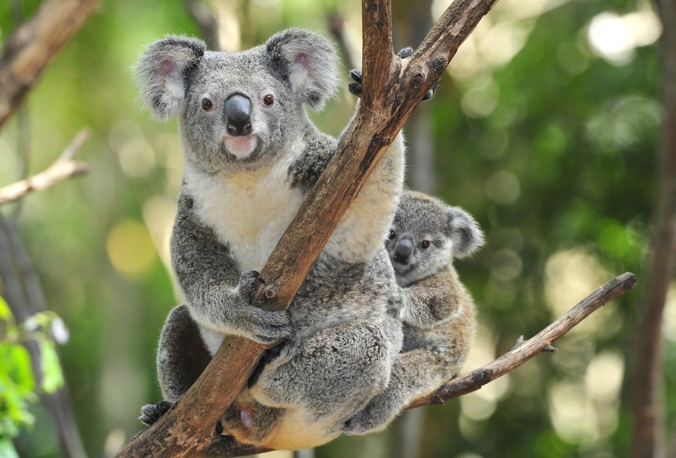 Koalas (Shutterstock).