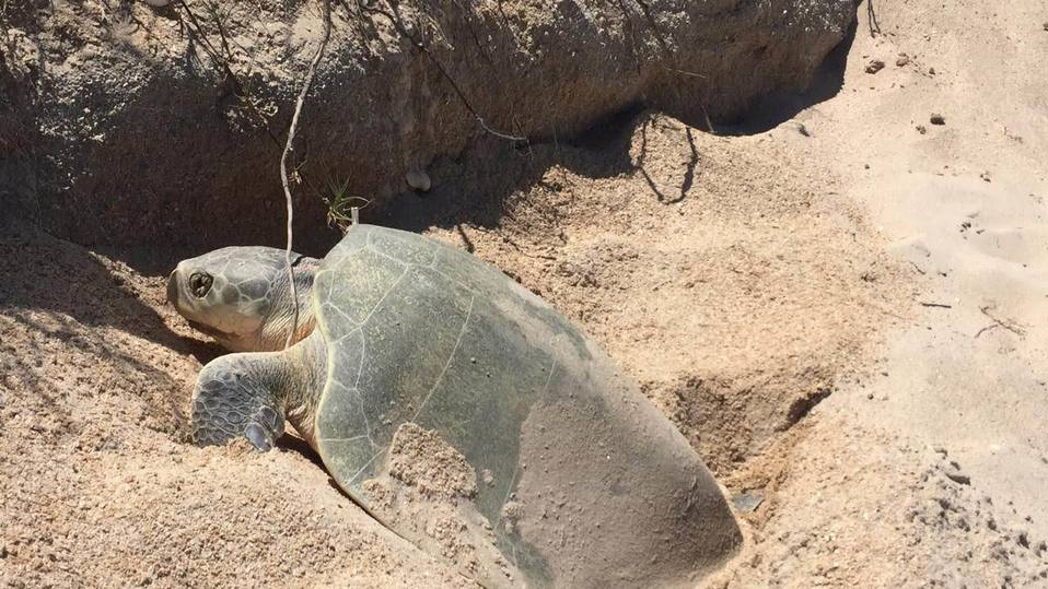 La Comisión de Parques y Biodiversidad, se declara listo para recibir a las tortugas marinas
