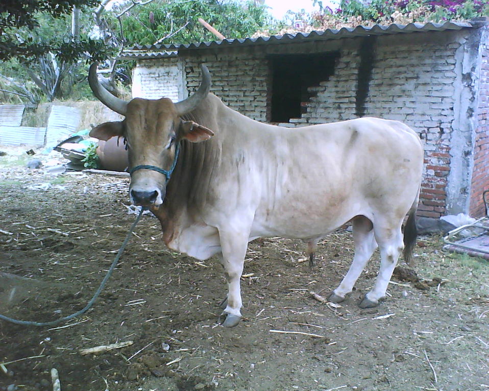 Toro ataca a su dueño (Foto/NOEL VERGARA)