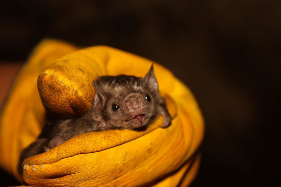Murciélago rescatado (Agencia Andina).