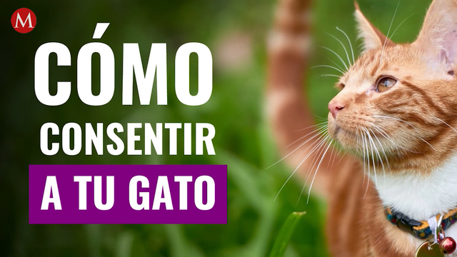 Cómo consentir a tu gato