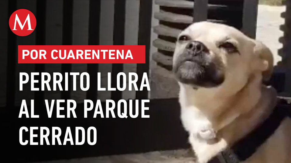 ¡Por coronavirus! Perro llora al ver el parque cerrado por cuarentena